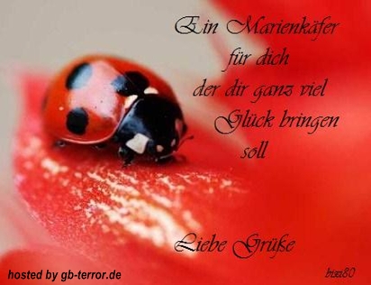 Ein Marienkäfer für dich der dir ganz viel Glück bringen soll. Liebe Grüße.