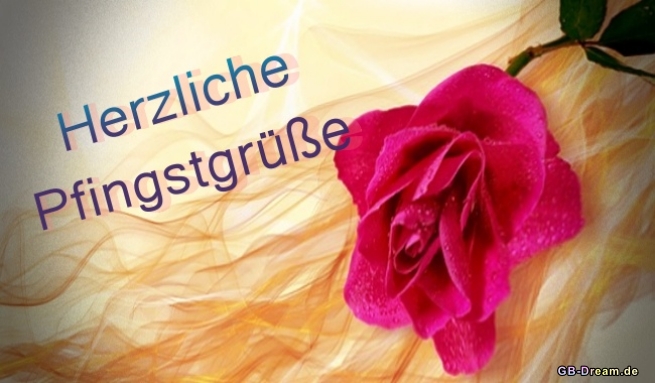 Herzliche Pfingstgrüße rote Rose