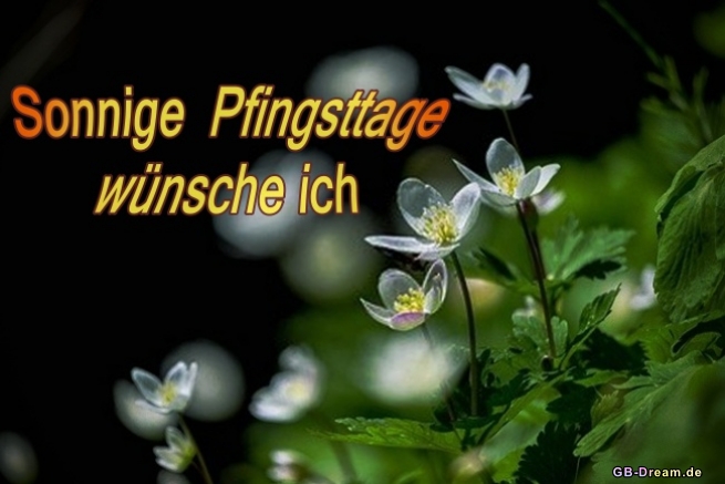 Sonnige Pfingsttage Blumen