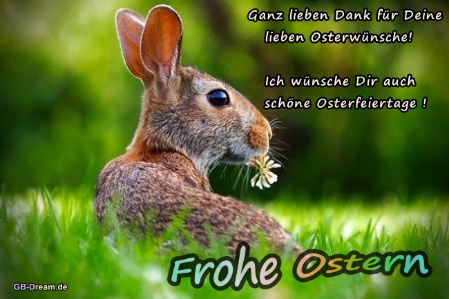Frohe Ostern Hase Spruch<br />
Ganz lieben Dank für deine lieben Osterwünsche !<br />
Ich wünsche Dir auch schöne Osterfeiertage !