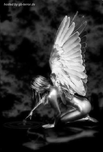 Engel und Elfen Gaestebuchbild