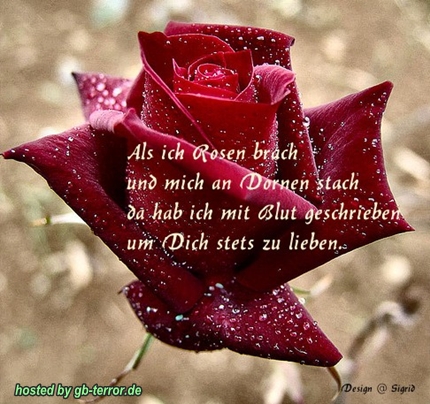 Liebesspruch Gaestebuchbild