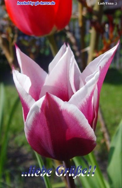 GB Bild Liebe Gruesse