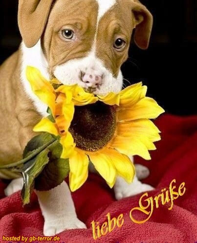 Liebe Gruesse GbBild