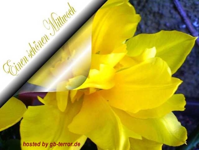 GB Pic Mittwochsgruesse