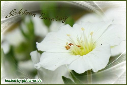 Gaestebuch Bild Sonntagsgrueße