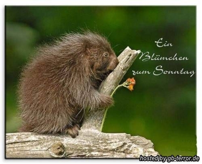 Sonntagsgrueße GB Pic