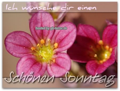 Sonntagsgruss Gaestebuchbild