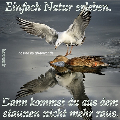 GB Spruch Pic