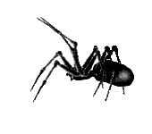 Gaestebuchbild Animation Spinne