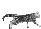 Katze GB Bild Animation