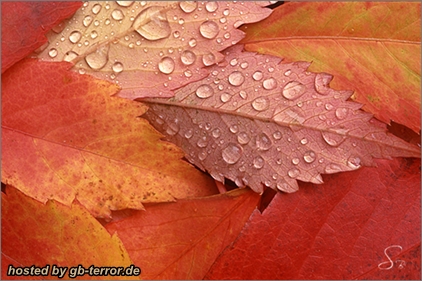 Herbstgruesse Gaestebuch Eintrag