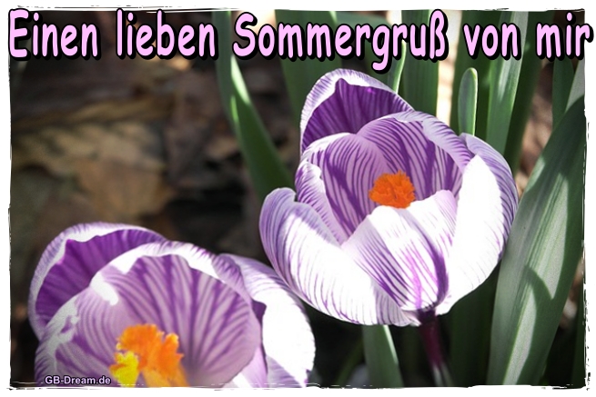 Lieben Sommergruss
