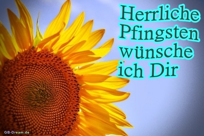 Herrliche Pfingsten Sonnenblume