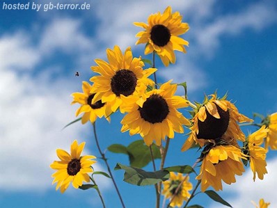 Blumen Gaestebuchbild