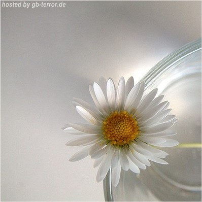 Blumen Gaestebuchbild