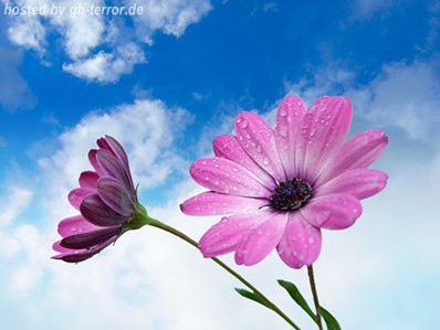 Blumen Gaestebuchbild